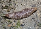 Image result for "holothuria Notabilis". Size: 142 x 100. Source: www.inaturalist.org