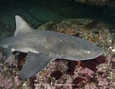 Image result for "triakis Megalopterus". Size: 129 x 100. Source: www.sharksandrays.com