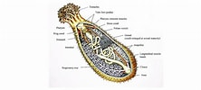 Afbeeldingsresultaten voor Holothuria anatomy. Grootte: 222 x 100. Bron: www.researchgate.net
