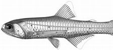 Image result for Lampanyctus pusillus Anatomie. Size: 224 x 89. Source: www.marinespecies.org