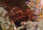 Image result for "lysilla Loveni". Size: 145 x 100. Source: reeflifesurvey.com