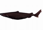 Image result for "centroscymnus Coelolepis". Size: 144 x 100. Source: fishesofaustralia.net.au