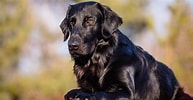 Image result for Flat Coated Retriever Størrelse. Size: 193 x 100. Source: a-z-animals.com