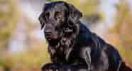 Image result for Flat Coated Retriever. Size: 186 x 100. Source: a-z-animals.com
