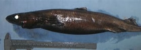 Image result for Etmopterus pusillus. Size: 279 x 96. Source: shark-references.com