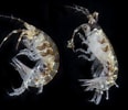 Image result for Ischyrocerus anguipes Geslacht. Size: 116 x 100. Source: www.gbif.org