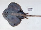 Image result for Neoraja caerulea Geslacht. Size: 134 x 100. Source: shark-references.com