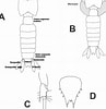 Image result for "lophogaster Typicus". Size: 97 x 100. Source: www.researchgate.net