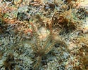 Image result for "ophionereis Reticulata". Size: 125 x 100. Source: www.livingoceansfoundation.org