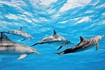 Afbeeldingsresultaten voor "stenella Longirostris". Grootte: 148 x 100. Bron: www.dolphins-world.com