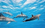 Afbeeldingsresultaten voor "stenella Longirostris". Grootte: 160 x 100. Bron: www.dolphins-world.com