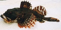 Image result for "myoxocephalus Scorpioides". Size: 205 x 100. Source: www.fishbase.se