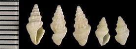 Image result for Typhlomangelia nivalis. Size: 277 x 100. Source: bishogai.com