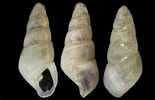 Image result for "odostomia Plicata". Size: 155 x 100. Source: www.idscaro.net