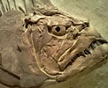 Image result for Monodontidae Fossils. Size: 122 x 100. Source: orgvn.top