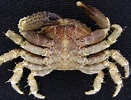 Image result for "phymodius Ungulatus". Size: 131 x 100. Source: leechitse66.blogspot.com