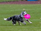 Image result for Frisbee Dog. Size: 134 x 100. Source: chacodogtraining.com