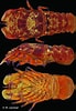 Afbeeldingsresultaten voor Scyllarides squammosus. Grootte: 69 x 100. Bron: inpn.mnhn.fr