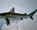 Afbeeldingsresultaten voor "carcharhinus Sealei". Grootte: 122 x 100. Bron: fishesofaustralia.net.au