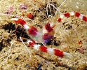 Image result for Stenopus hispidus. Size: 124 x 100. Source: www.marinehome.fr