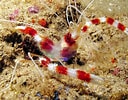Afbeeldingsresultaten voor Stenopus hispidus Verwante Zoekopdrachten. Grootte: 128 x 100. Bron: www.marinehome.fr