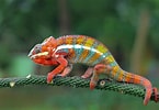 Résultat d’image pour caméléon couleur. Taille: 145 x 100. Source: www.treehugger.com
