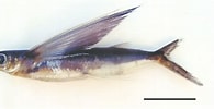 Image result for "cheilopogon Heterurus". Size: 195 x 100. Source: www.researchgate.net