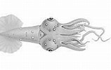 Image result for "pyroteuthis Margaritifera". Size: 158 x 100. Source: alchetron.com