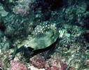 Image result for Acanthostracion notacanthus Familie. Size: 127 x 100. Source: www.reeflex.net