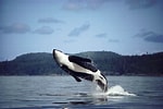 Billedresultat for Cetacea Animal. størrelse: 150 x 100. Kilde: whaletrust.org