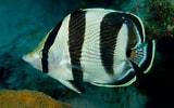 Image result for Chaetodon striatus Familie. Size: 160 x 100. Source: www.caribbeantropicals.com