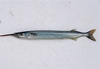 Image result for Hyporhamphus picarti Geslacht. Size: 143 x 100. Source: fishesofaustralia.net.au