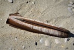 Image result for "ensis Arcuatus". Size: 149 x 100. Source: www.flickr.com