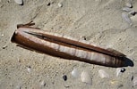 Image result for "ensis Arcuatus". Size: 153 x 100. Source: www.flickr.com