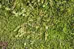 Image result for "aricidea Suecica". Size: 150 x 100. Source: www.naturarkivet.no