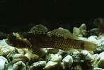 Afbeeldingsresultaten voor "millerigobius Macrocephalus". Grootte: 147 x 100. Bron: fishbiosystem.ru