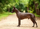 Image result for Meksikansk nakenhund. Size: 136 x 100. Source: www.thesprucepets.com