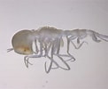 Image result for Paraphronima gracilis Geslacht. Size: 122 x 100. Source: www.inaturalist.org