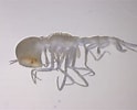 Image result for "Paraphronima Gracilis". Size: 124 x 100. Source: www.inaturalist.org
