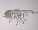 Image result for Paraphronima gracilis Stam. Size: 128 x 100. Source: www.inaturalist.org
