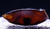 Image result for Shark Eggs. Size: 173 x 100. Source: www.qualitymarine.com