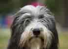 Image result for Bearded Collie. Size: 139 x 100. Source: www.thesprucepets.com