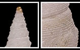 Image result for "typhlomangelia Nivalis". Size: 158 x 100. Source: www.idscaro.net