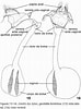 Image result for "tesserogastria Musculosa". Size: 74 x 100. Source: www.scielo.br