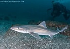 Image result for "mustelus Manazo". Size: 144 x 100. Source: www.elasmodiver.com