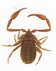 Image result for "cornucalanus Chelifer". Size: 80 x 100. Source: www.raa.se