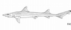 Afbeeldingsresultaten voor Sailback houndshark Anatomy. Grootte: 238 x 100. Bron: www.fishbase.org