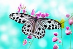 Résultat d’image pour Bisous papillons. Taille: 148 x 100. Source: wallpapercave.com