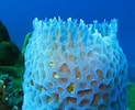 Image result for "rissoa Porifera". Size: 123 x 100. Source: www.myinterestingfacts.com