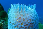 Image result for "rissoa Porifera". Size: 145 x 100. Source: www.myinterestingfacts.com